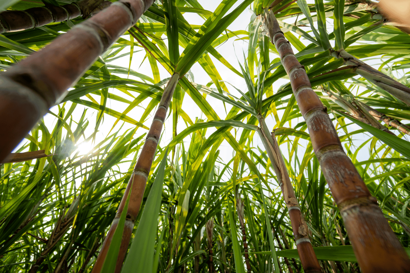 planted sugar cane