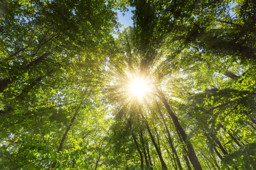 Sustainability - reference image